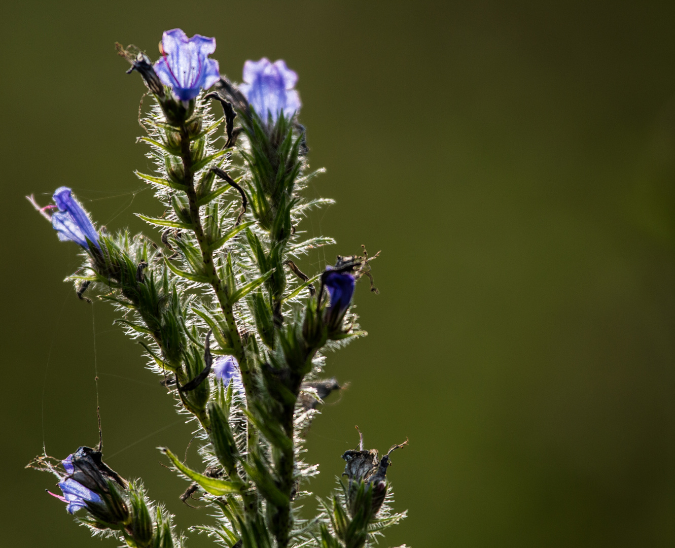 Blauer Natternkopf