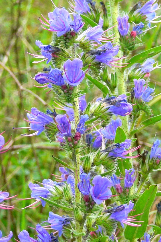 Blauer Natternkopf