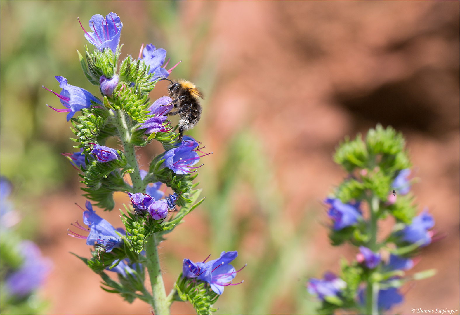 Blauer Natternkopf (Echium vulgare).........