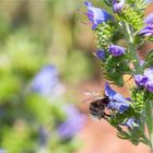 Blauer Natternkopf (Echium vulgare)......