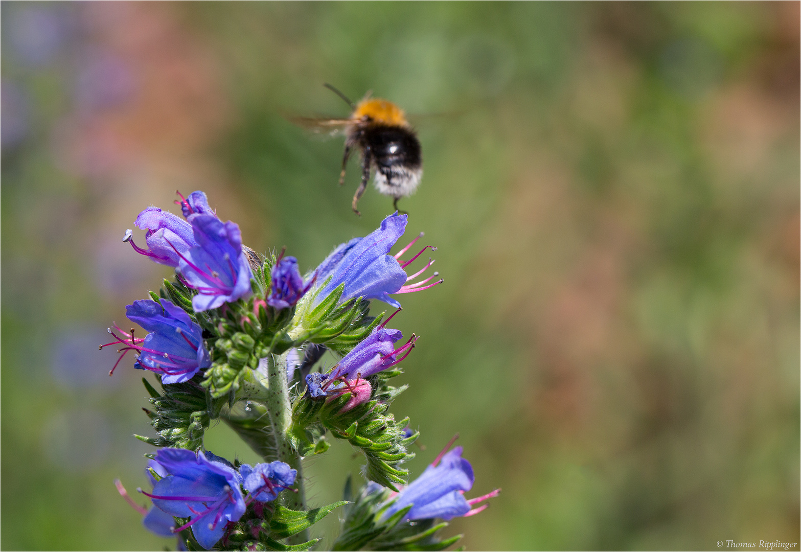 Blauer Natternkopf (Echium vulgare)..