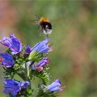 Blauer Natternkopf (Echium vulgare)..