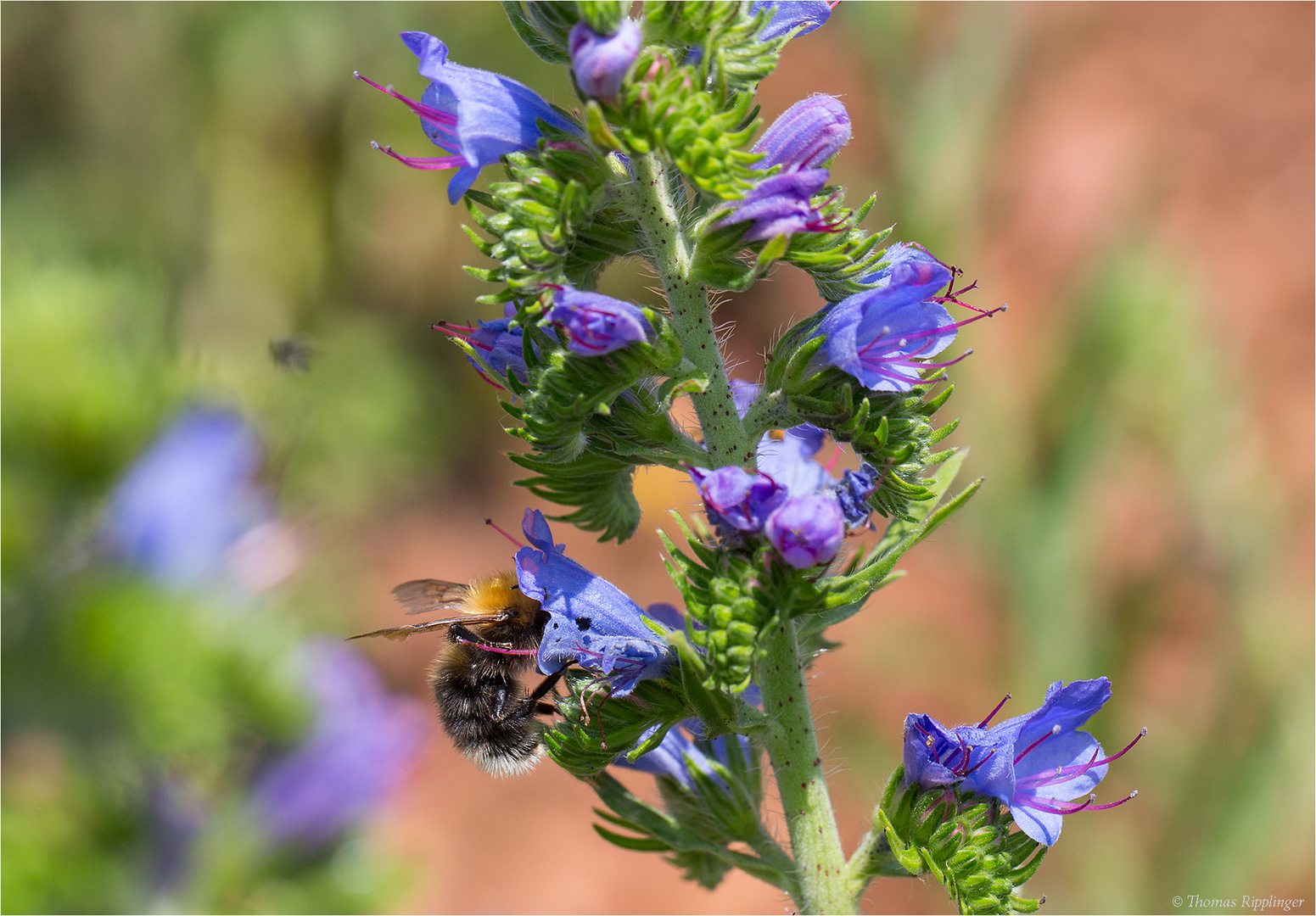 Blauer Natternkopf (Echium vulgare)....