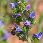 Blauer Natternkopf (Echium vulgare)....