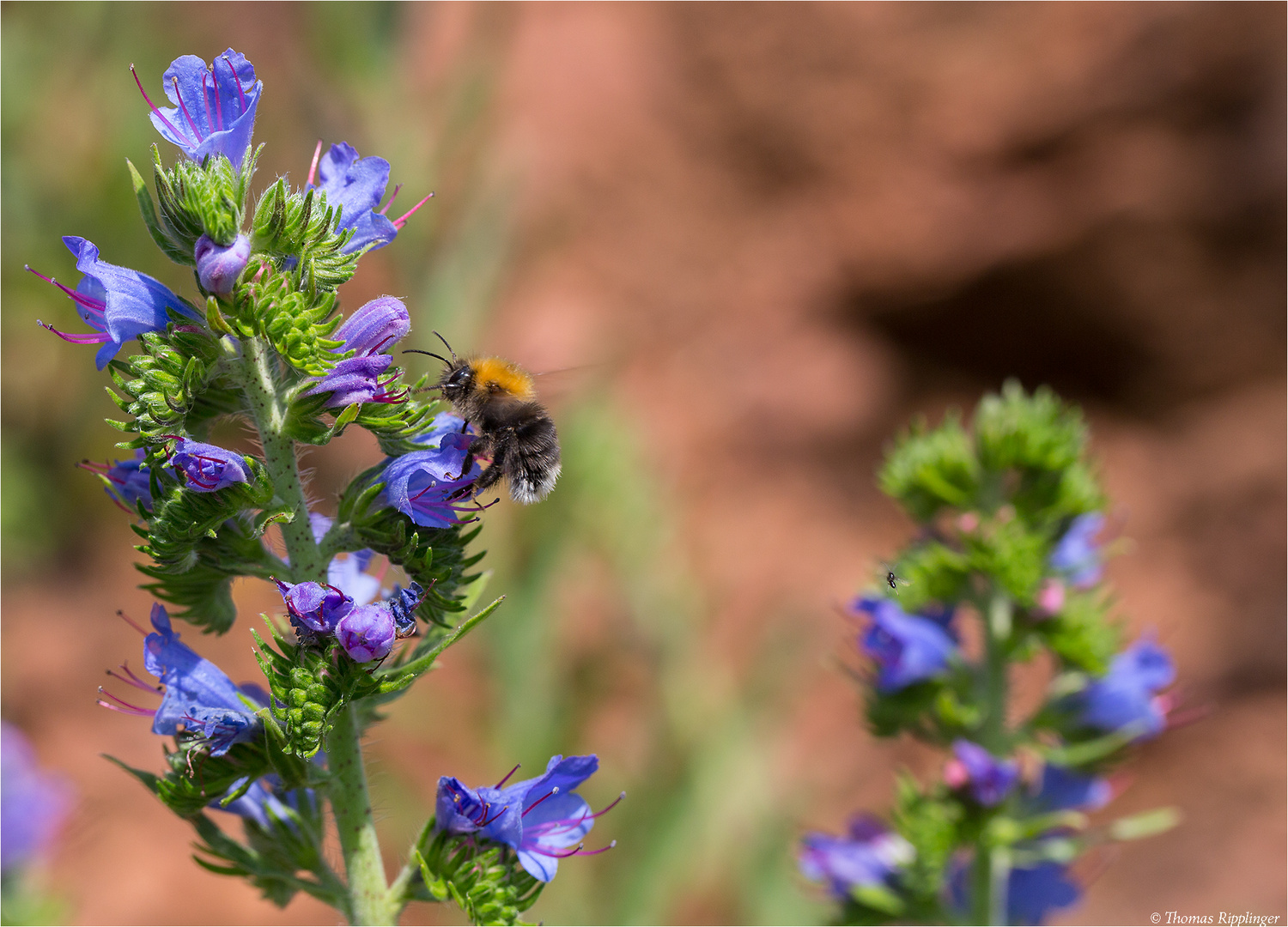 Blauer Natternkopf (Echium vulgare).......