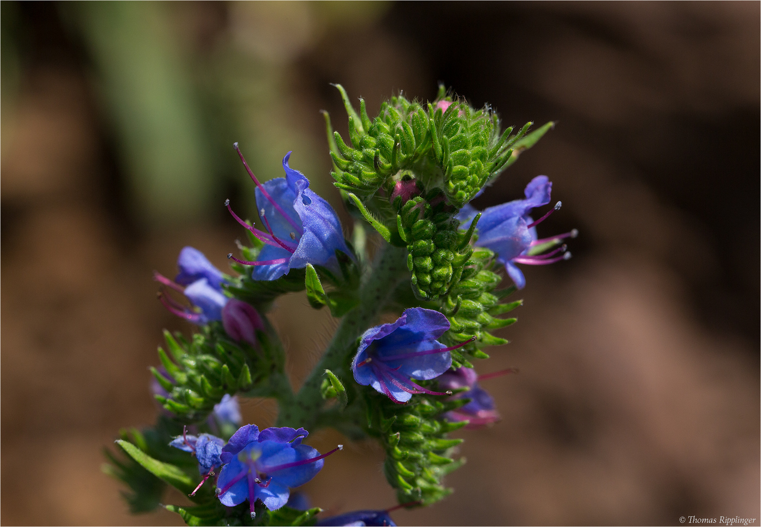 Blauer Natternkopf (Echium vulgare)