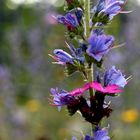 Blauer Natternkopf und Lichtnelke