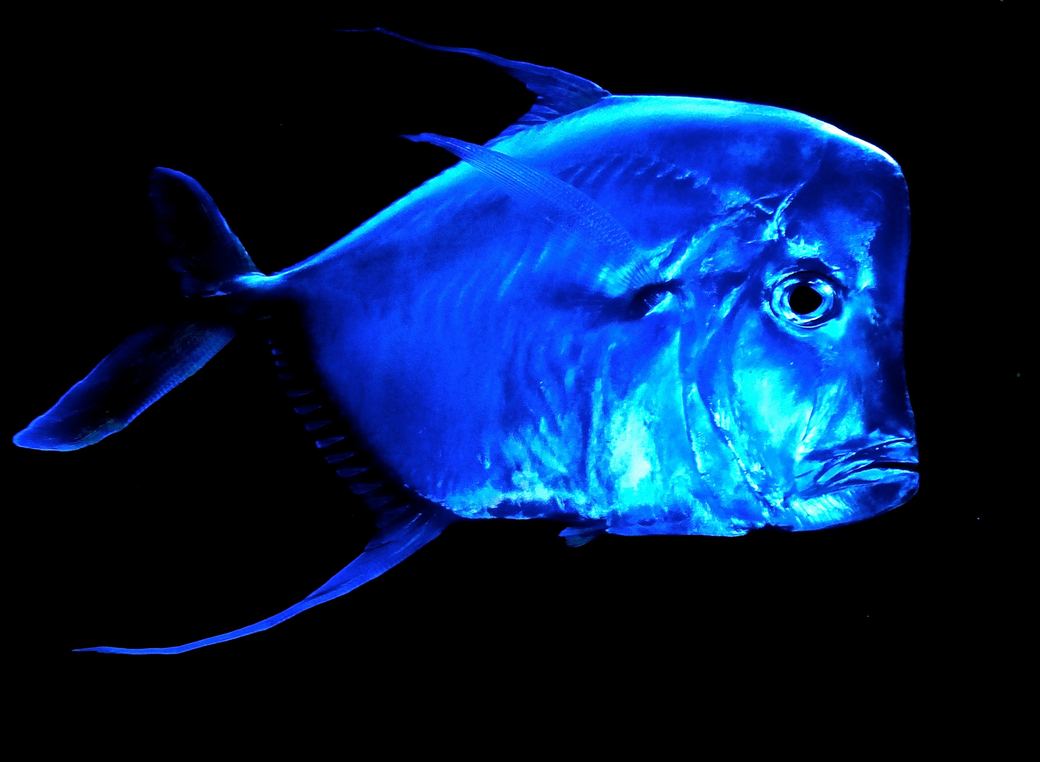 Blauer Neonfisch