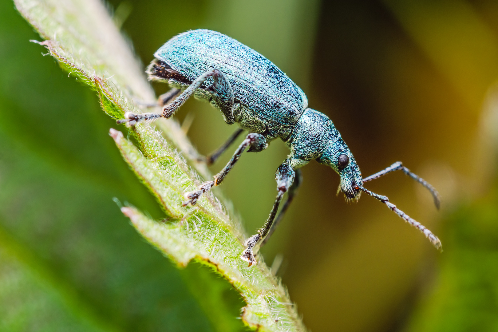 Blauer Nesselrüssler Phyllobius pomaceus