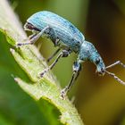 Blauer Nesselrüssler Phyllobius pomaceus