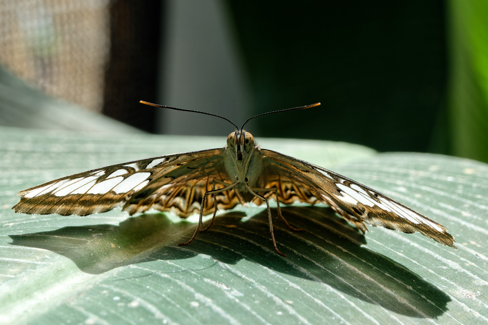 Blauer oder Brauner Segelfalter  (Parthenos sylvia)