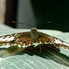 Blauer oder Brauner Segelfalter  (Parthenos sylvia)