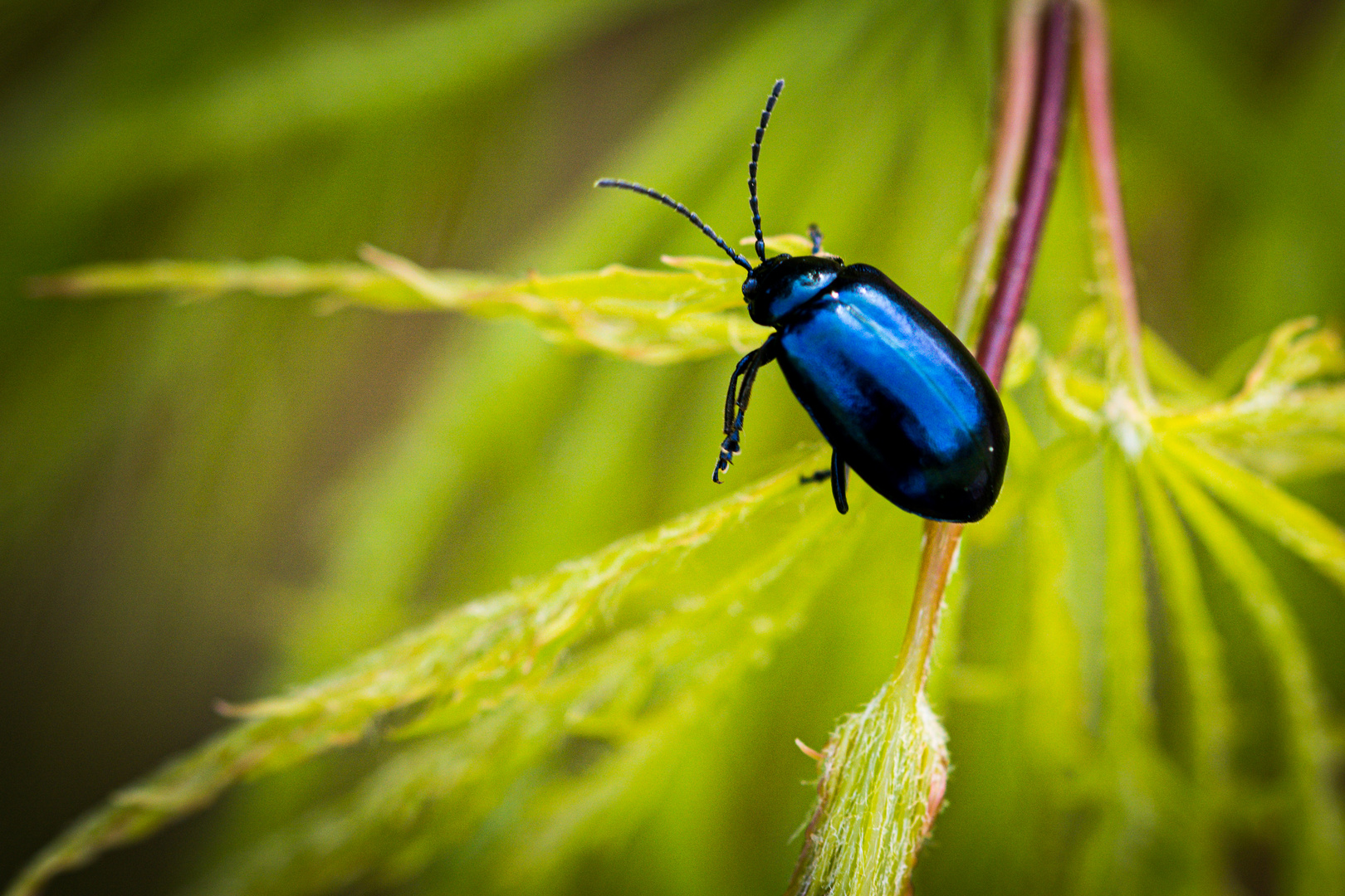 Blauer Ostermontagskäfer