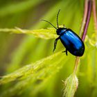 Blauer Ostermontagskäfer