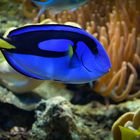 blauer Paletten Doktorfisch (Paracanthurus hepatus)