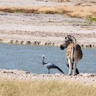 blauer Paradieskranich mit Zebra