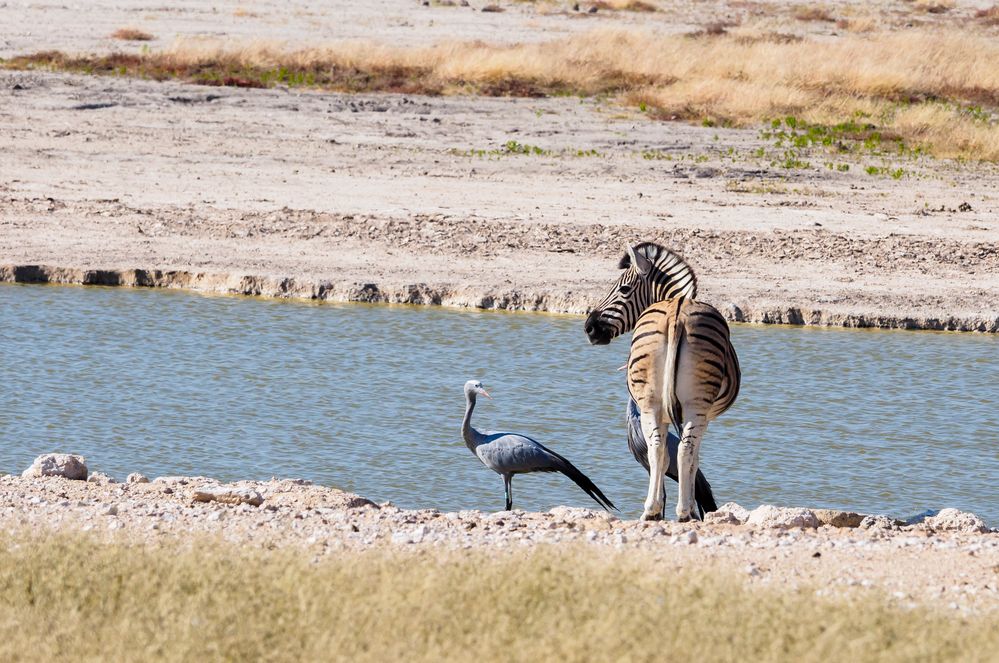 blauer Paradieskranich mit Zebra