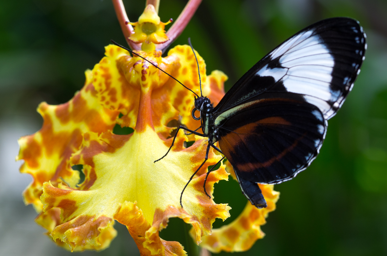 Blauer Passionsblumenfalter