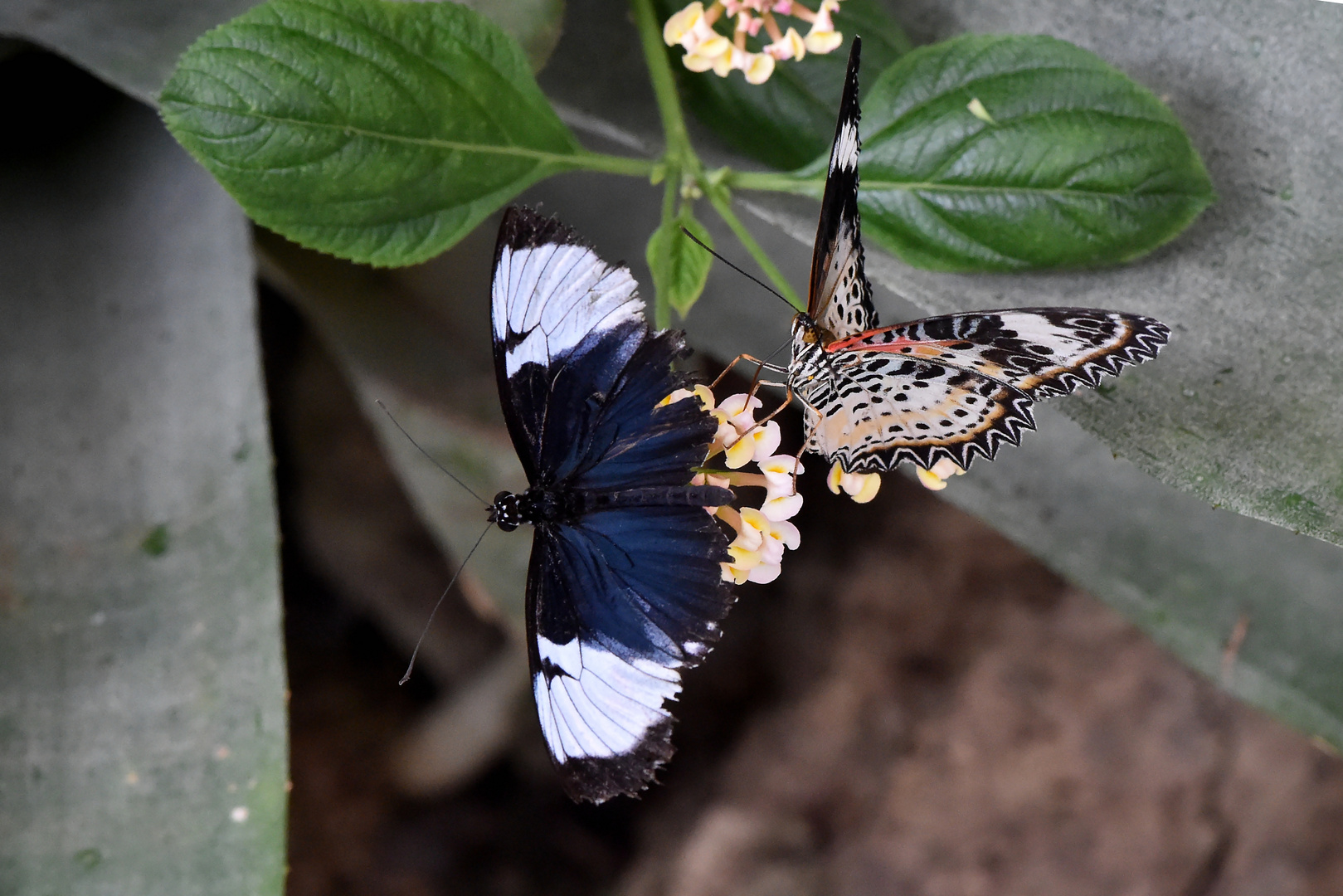 Blauer Passionsblumenfalter - Heliconius cydno galanthus