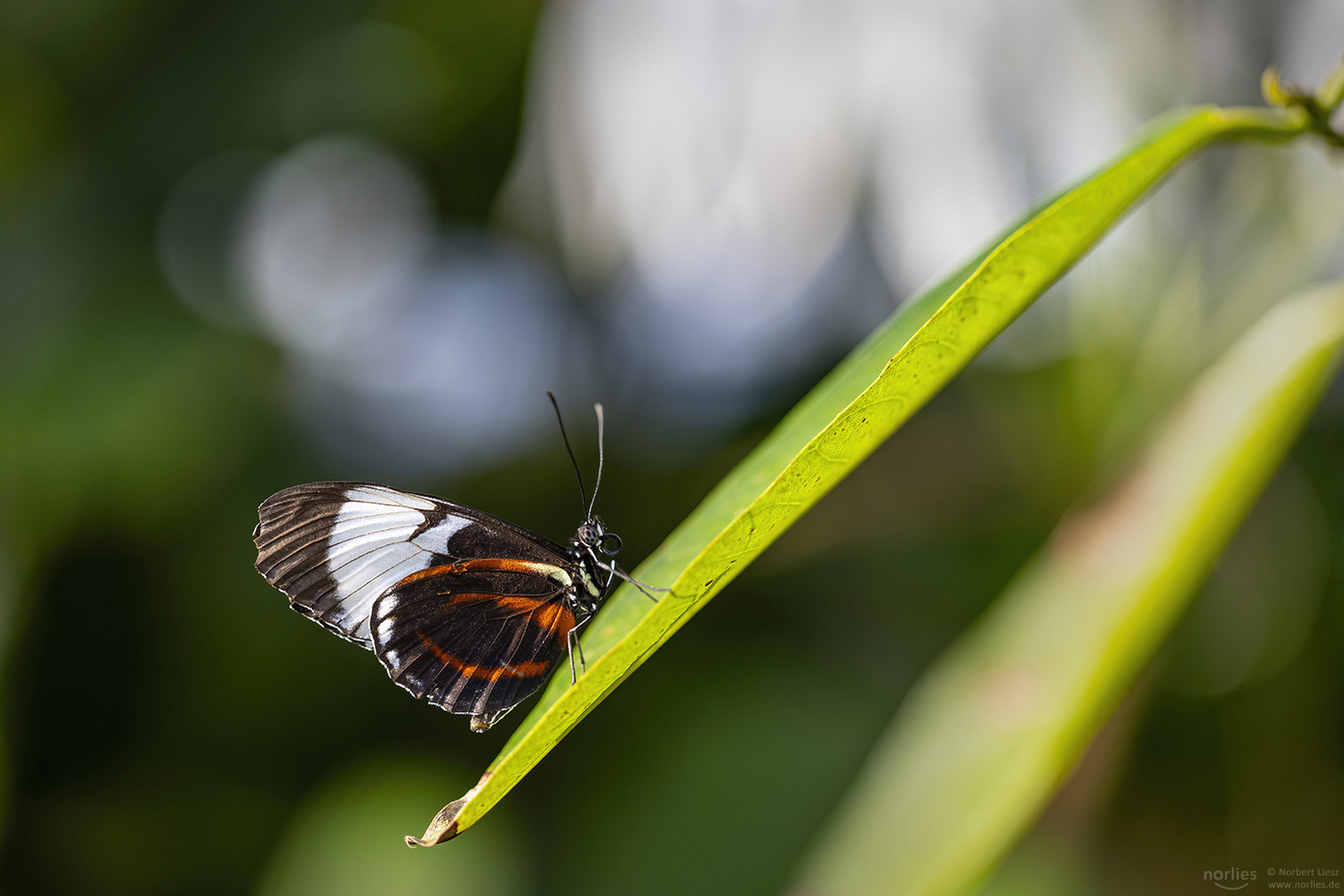 Blauer Passionsfalter auf Blatt