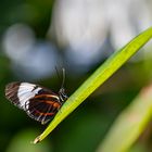 Blauer Passionsfalter auf Blatt