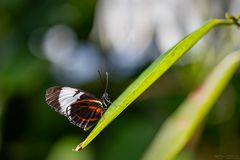 Blauer Passionsfalter auf Blatt