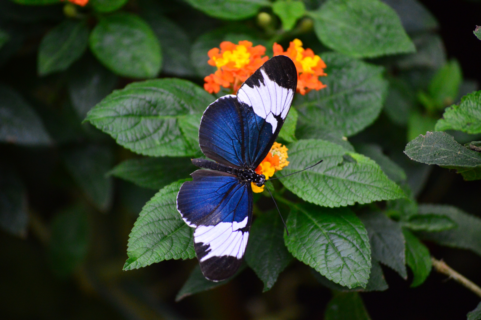 Blauer Passionsfalter (Heliconius sapho leuce)