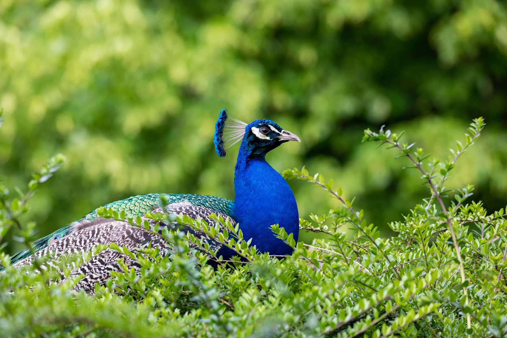 Blauer Pfau