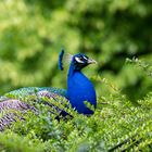 Blauer Pfau