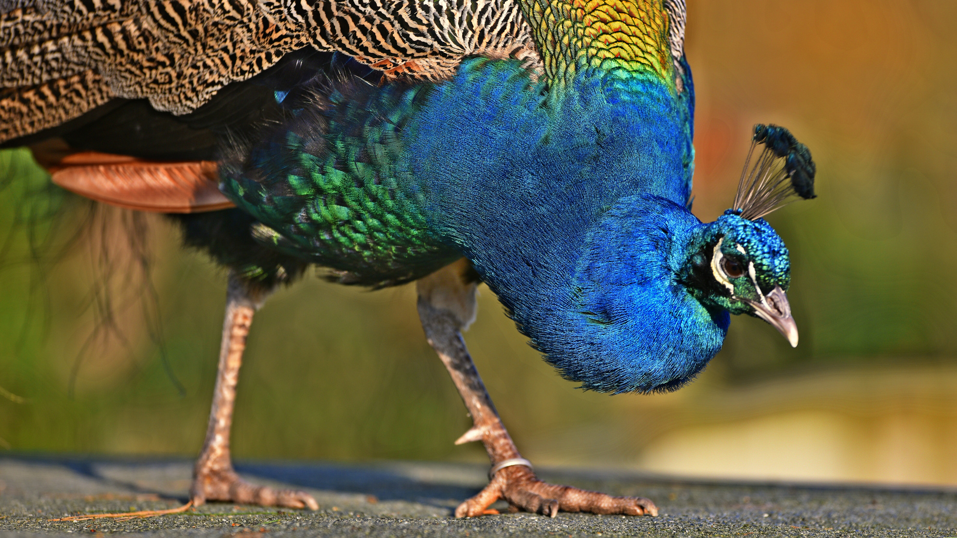 Blauer Pfau Foto & Bild | tiere, zoo, wildpark & falknerei, vögel Bilder auf fotocommunity