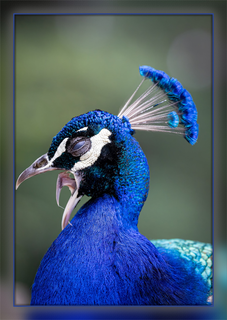 Blauer Pfau