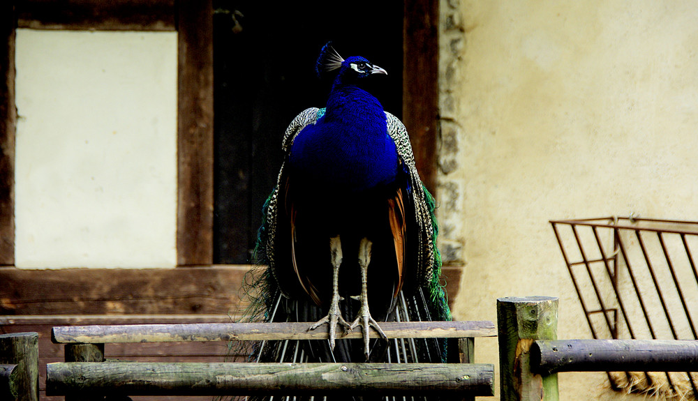 Blauer Pfau