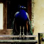 Blauer Pfau