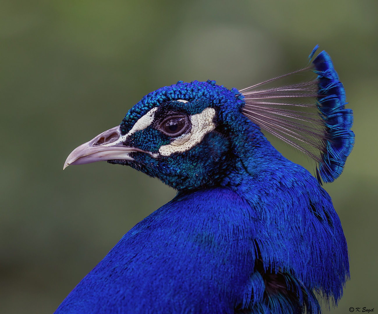 Blauer Pfau