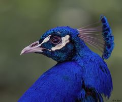 Blauer Pfau