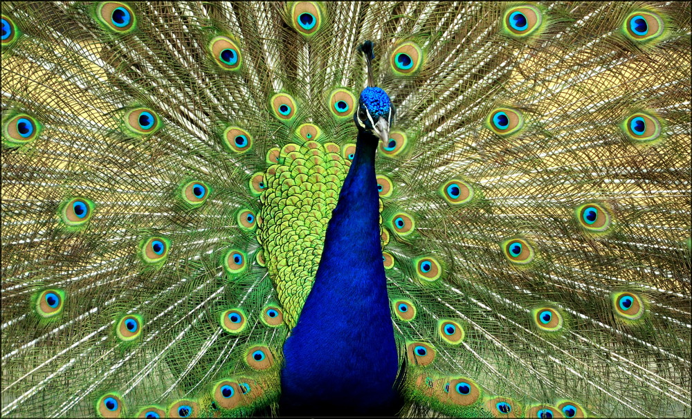 Blauer Pfau