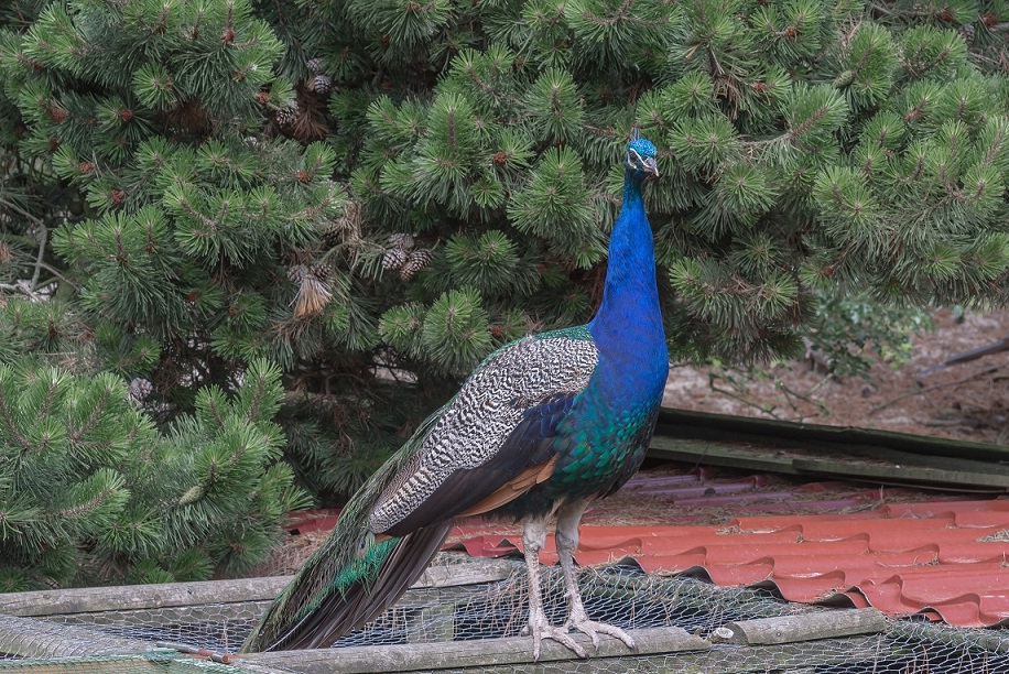 Blauer Pfau 1