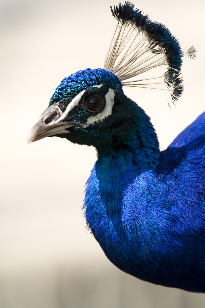 Blauer Pfau