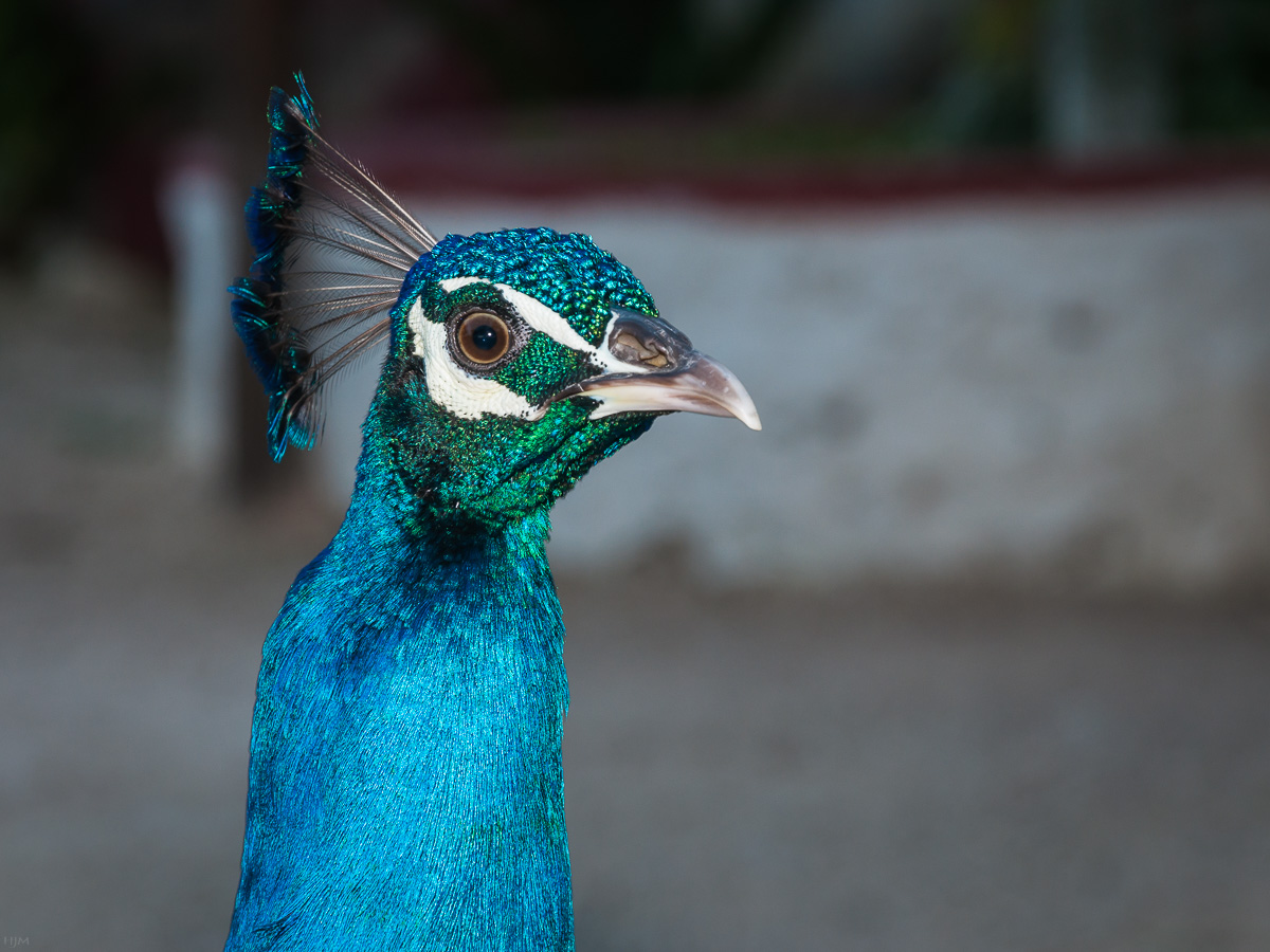 Blauer Pfau