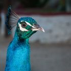 Blauer Pfau