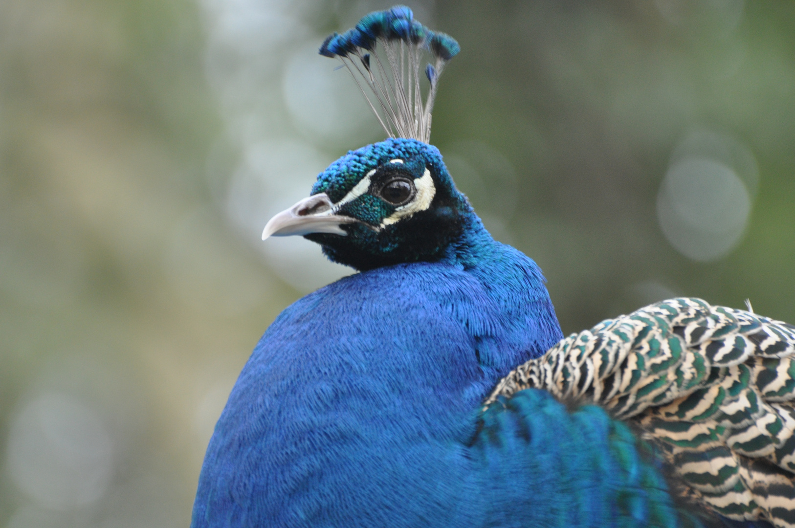 Blauer Pfau