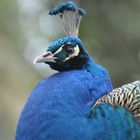 Blauer Pfau