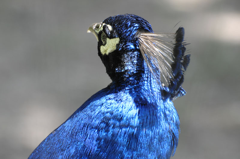 blauer Pfau 2