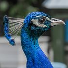 Blauer Pfau 2