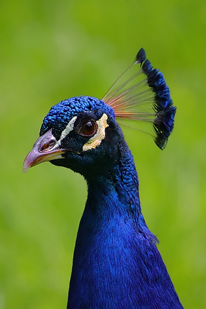 Blauer Pfau