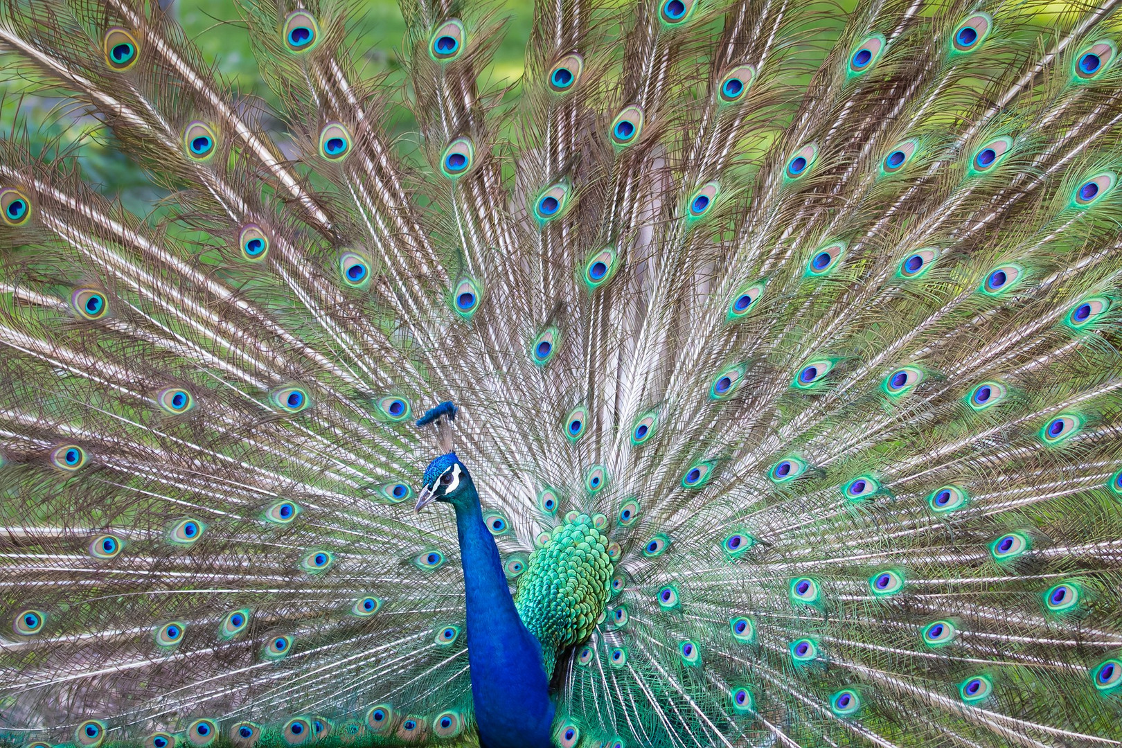 Blauer Pfau