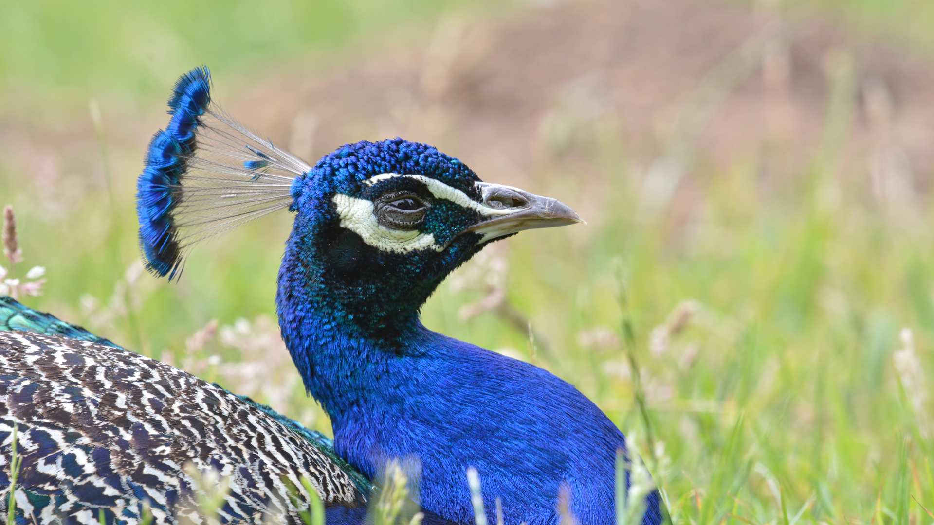 Blauer Pfau