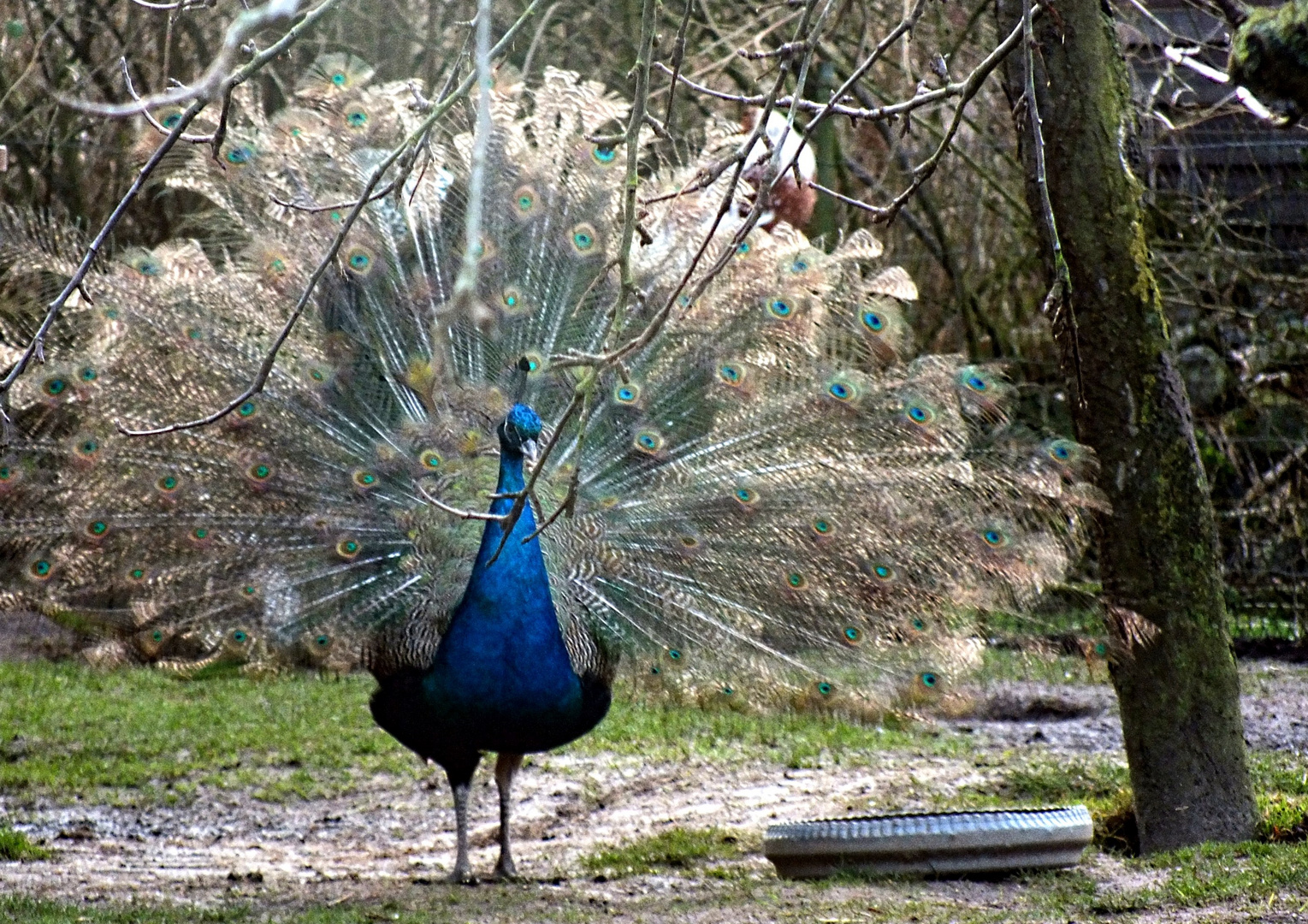 Blauer Pfau