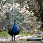 Blauer Pfau