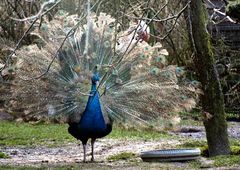 Blauer Pfau